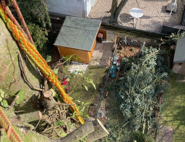 Draufsicht auf das Baumbeschneiden; Seile, abgeschnittene Äste, Schuppen, grünes Gras.