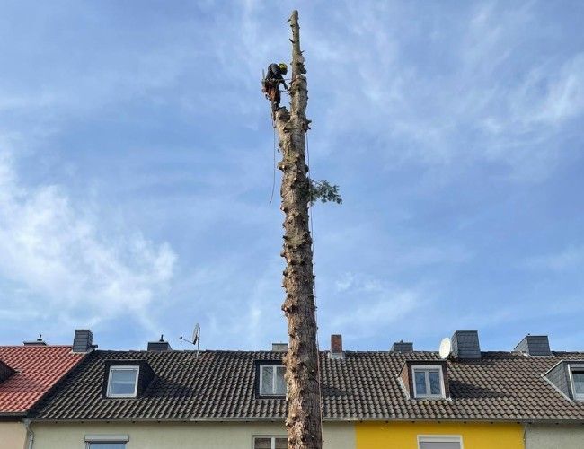 Tree-Worx Baumpflegearbeiten
