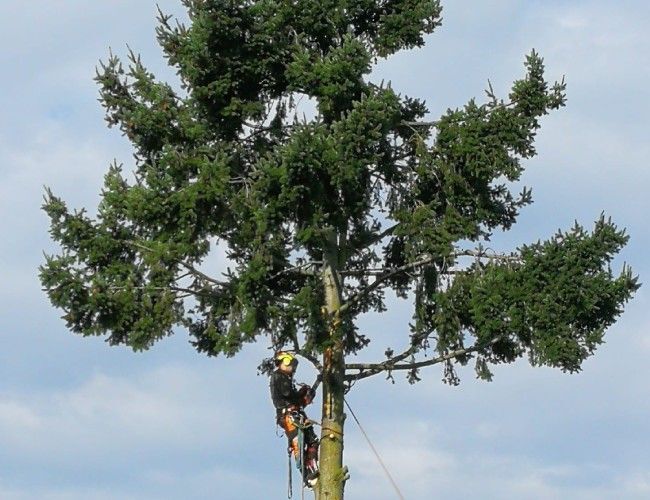 Tree-Worx Kronenschnitt