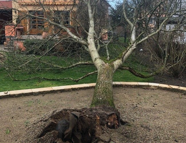 Tree-Worx umgefallener Baum