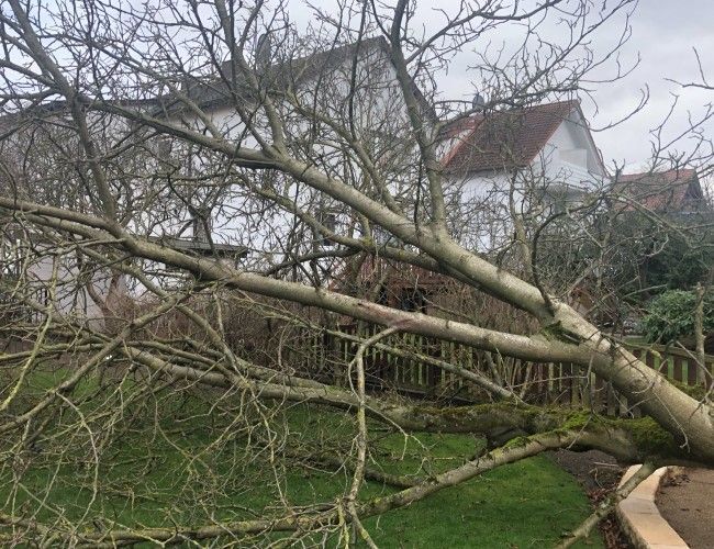 Tree-Worx umgefallener Baum