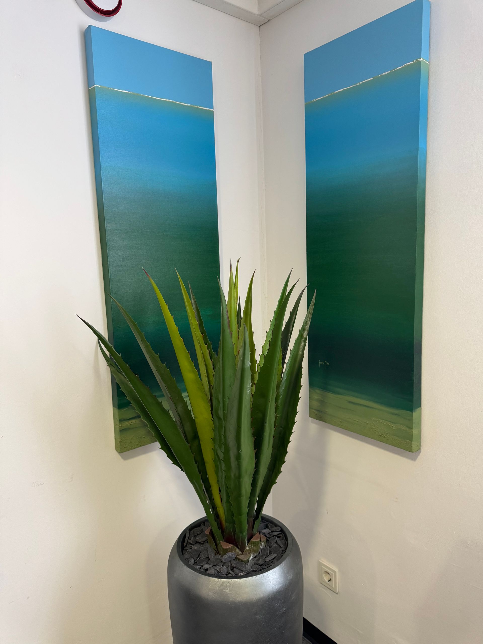 Aloe vera Pflanze in der HNO-Praxis am Schloss Dr. Kittel in Erlangen