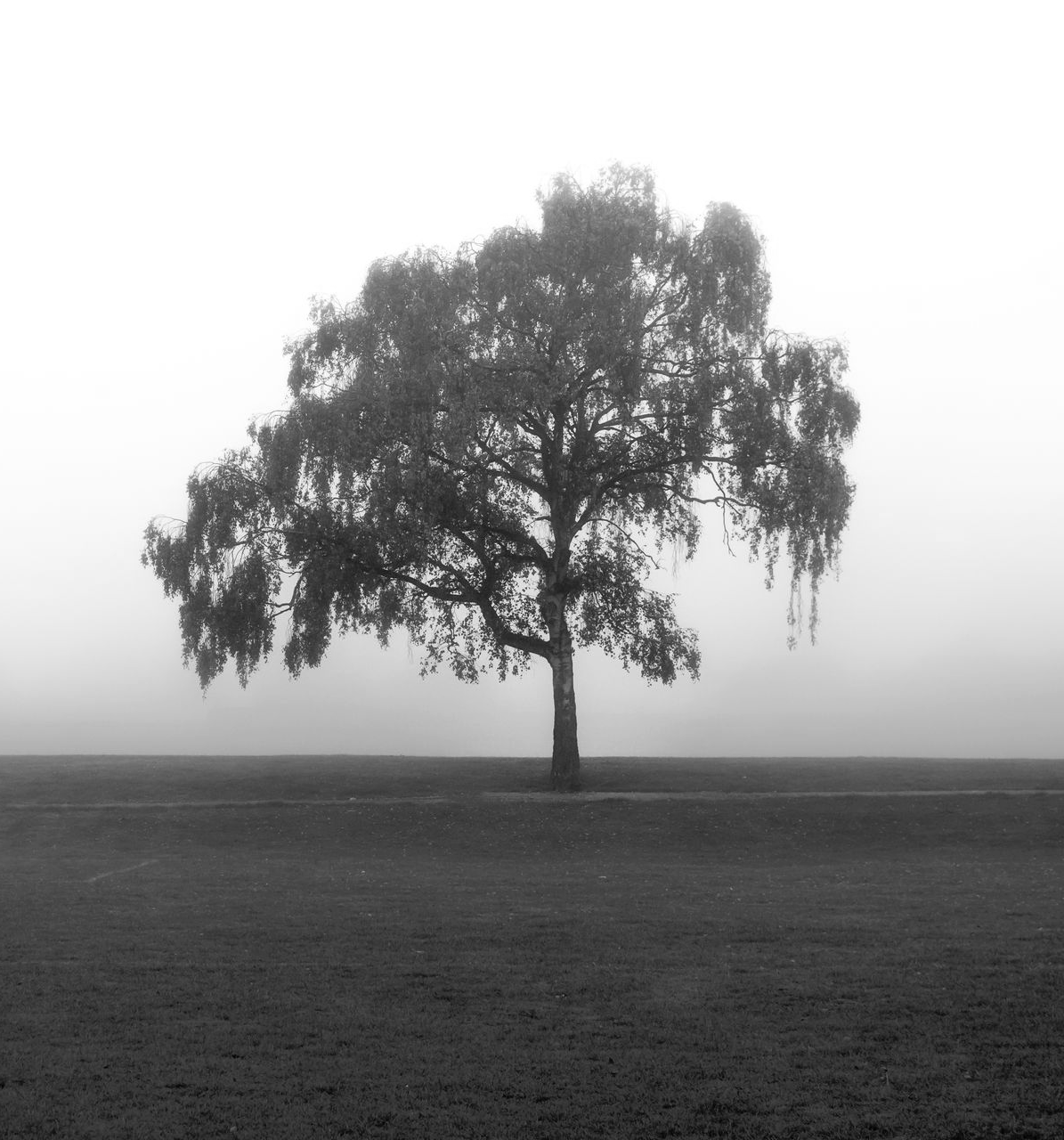 Un arbre solitaire dans la brume
