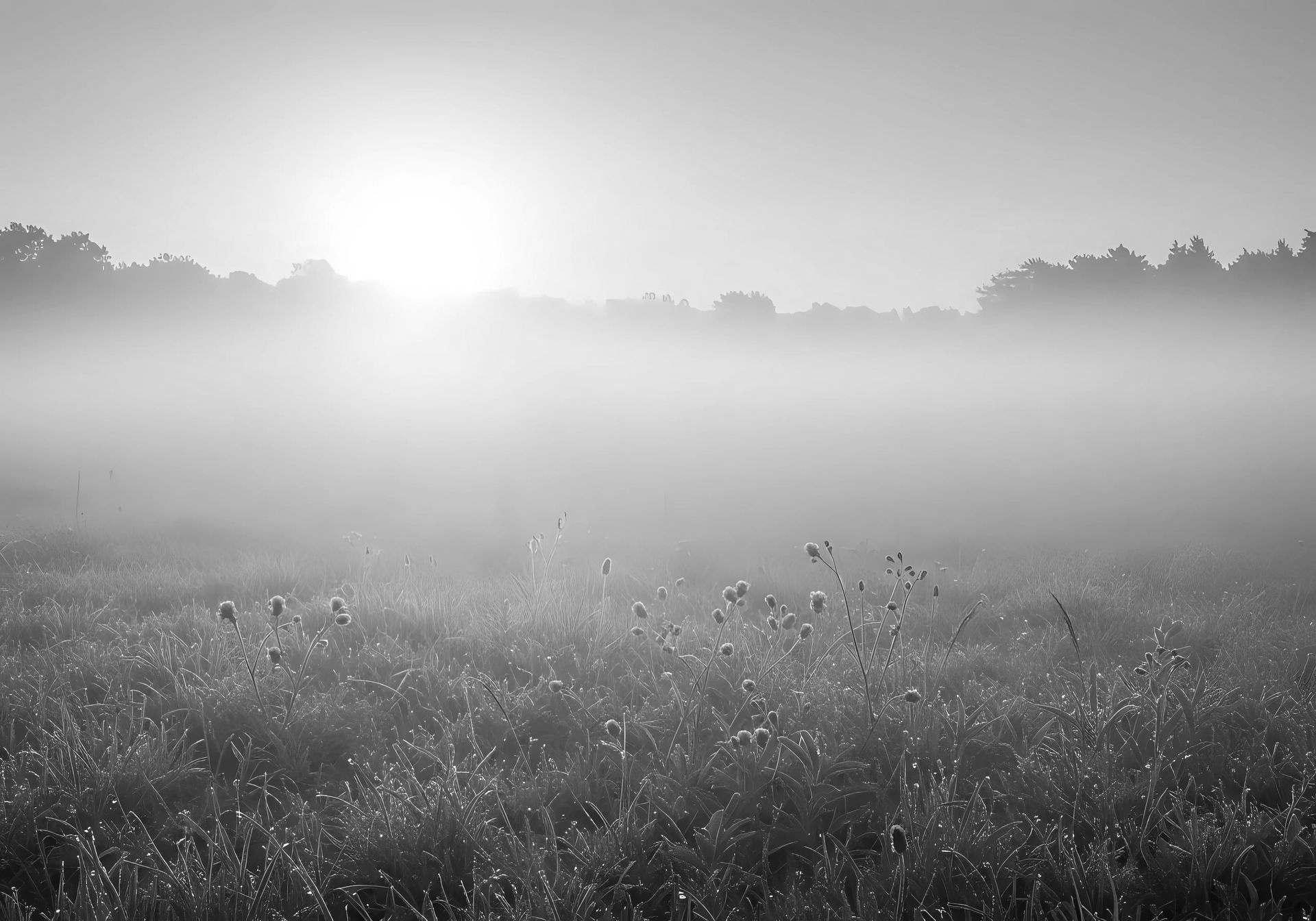 Prairie fleurie à l'aube