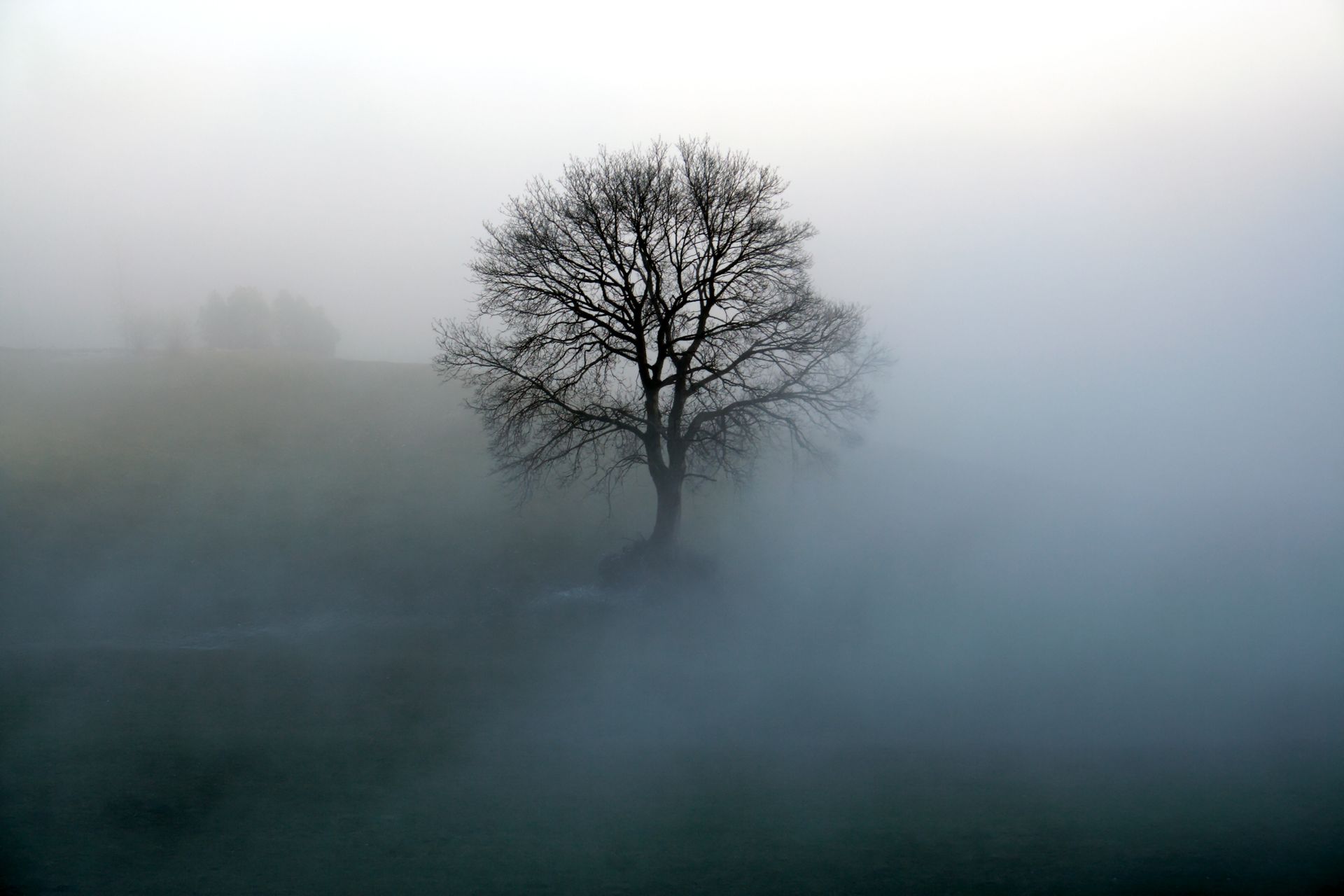 Arbre en hiver dans la brume