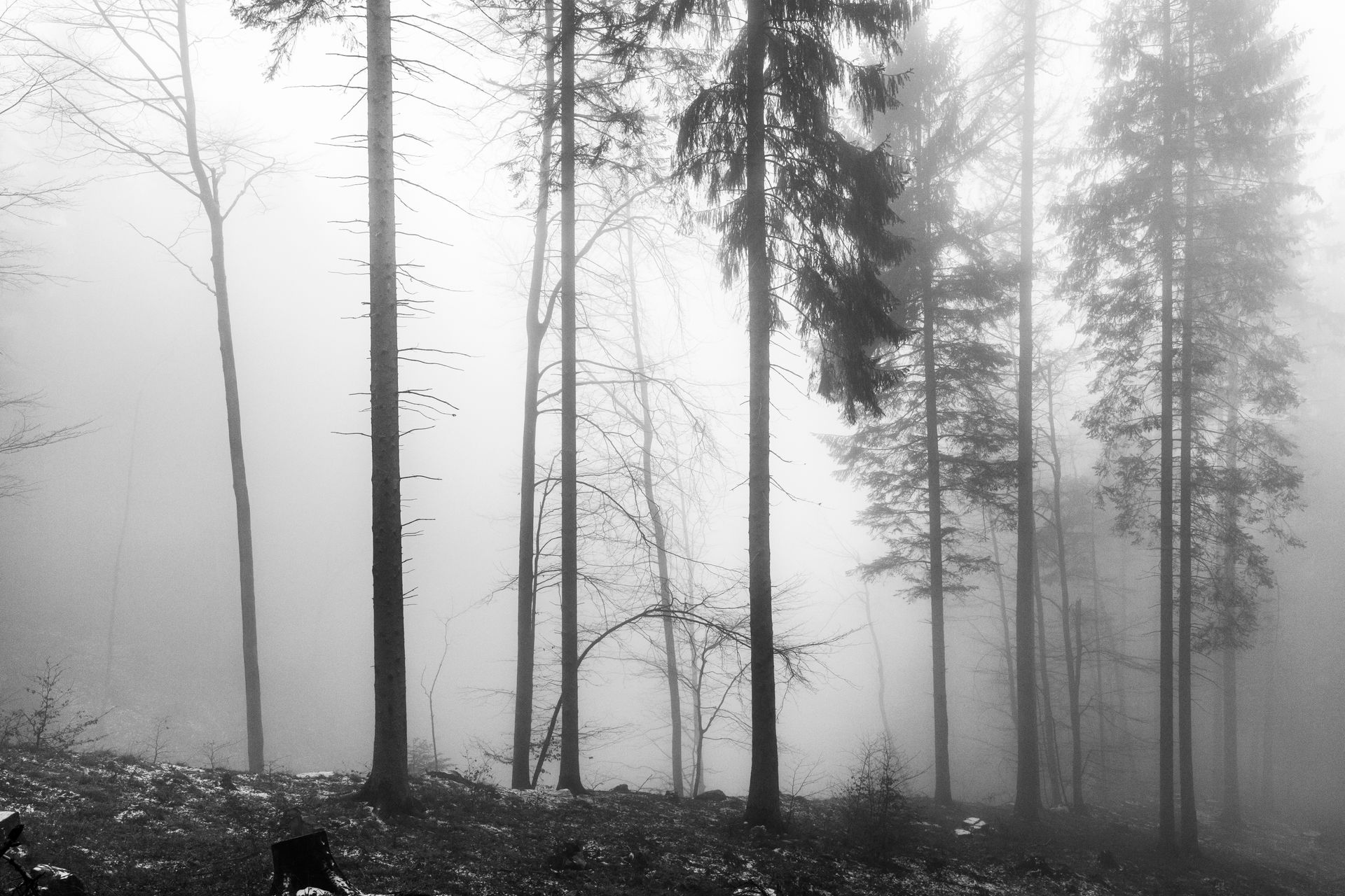 Forêt dans la brume