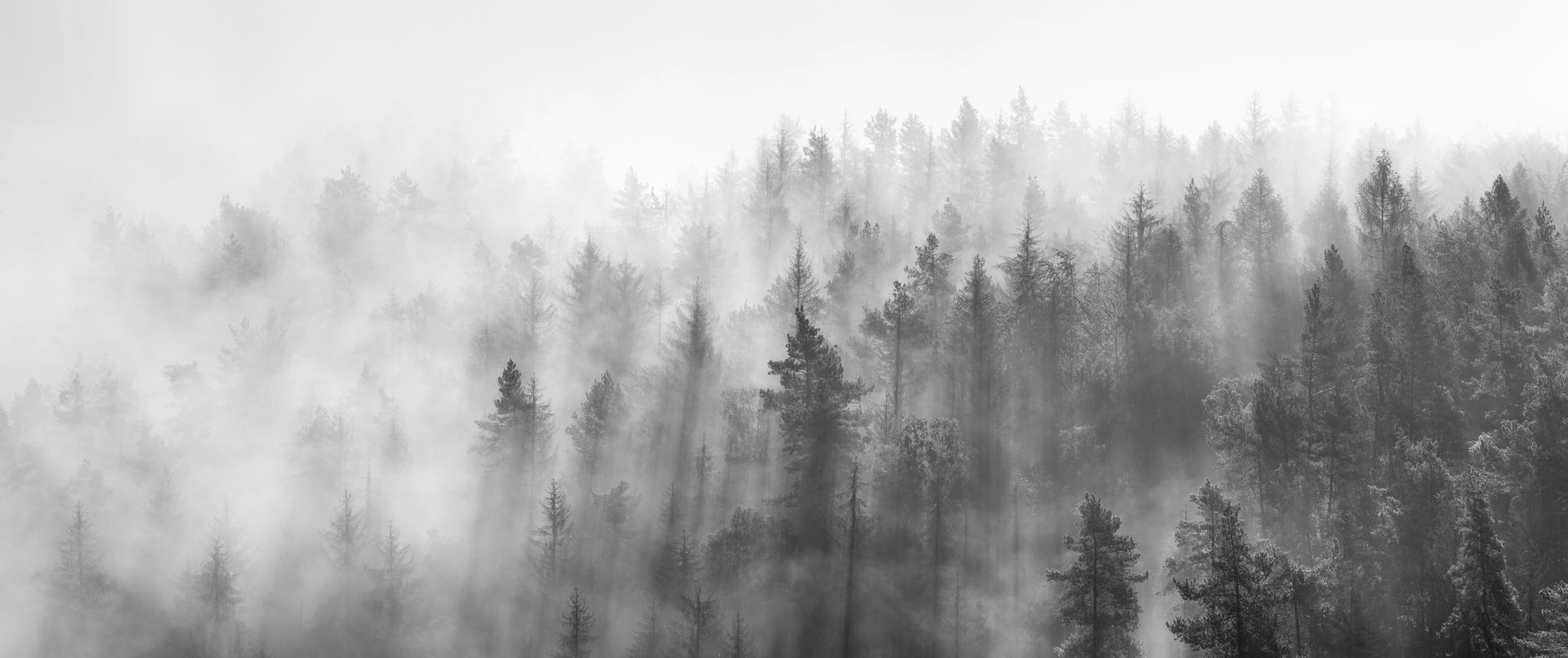 Cimes des arbres perdus dans la brume