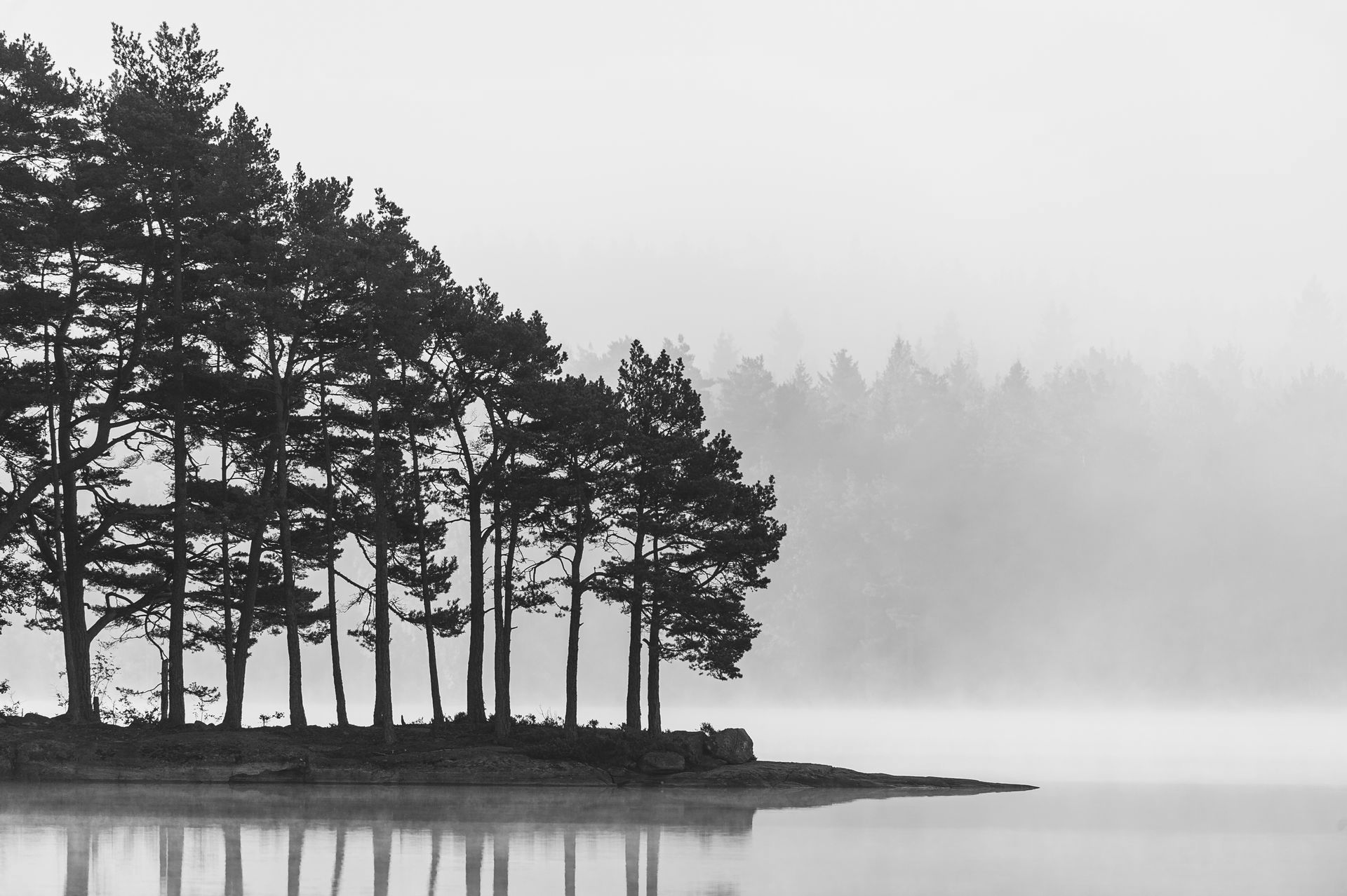 Arbres au bord de l'eau dans la brume
