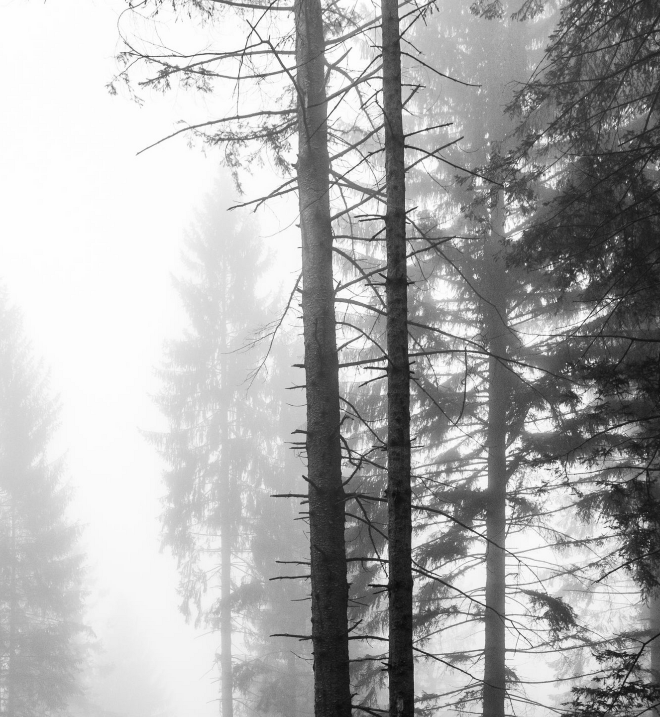 Arbres dégarnis dans le brouillard