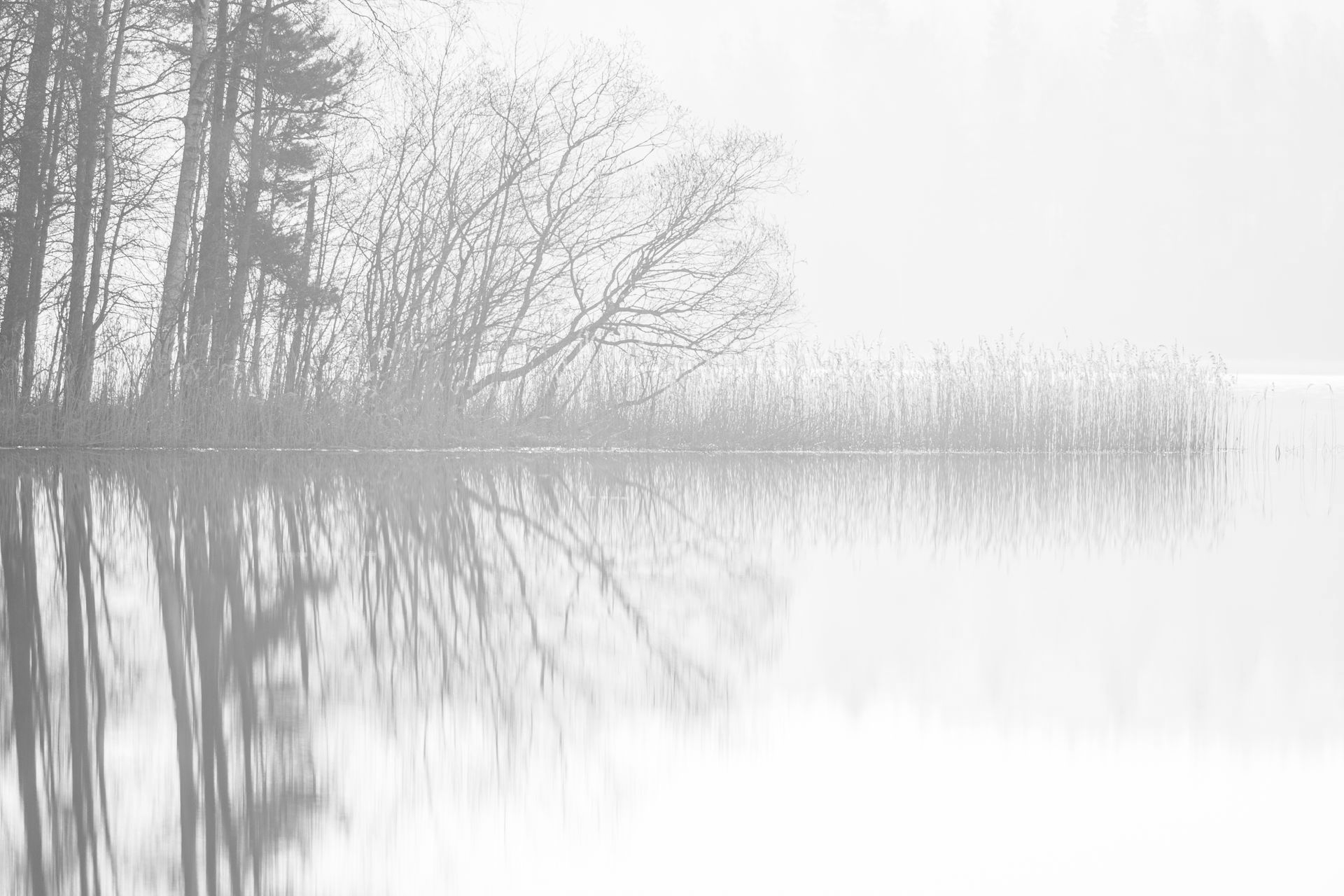 Rivage dans la brume