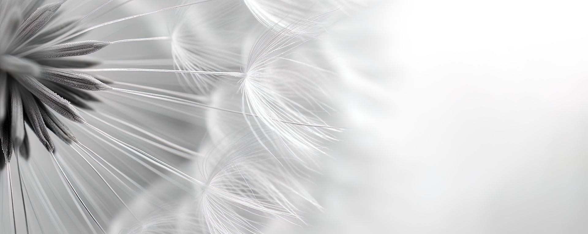 Zoom sur un pissenlit