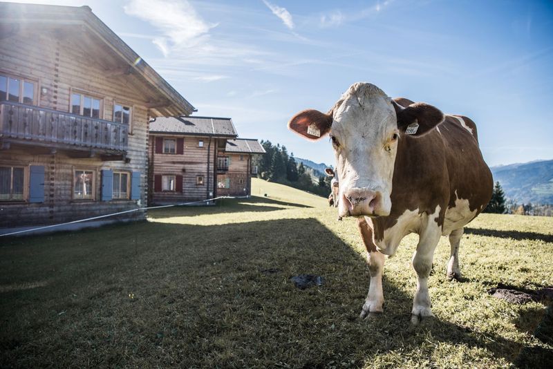 Kuh auf Feld