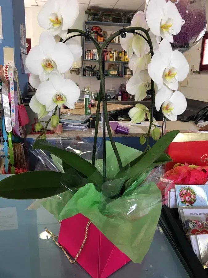 Una orquídea blanca en una caja rosa sobre una mesa.