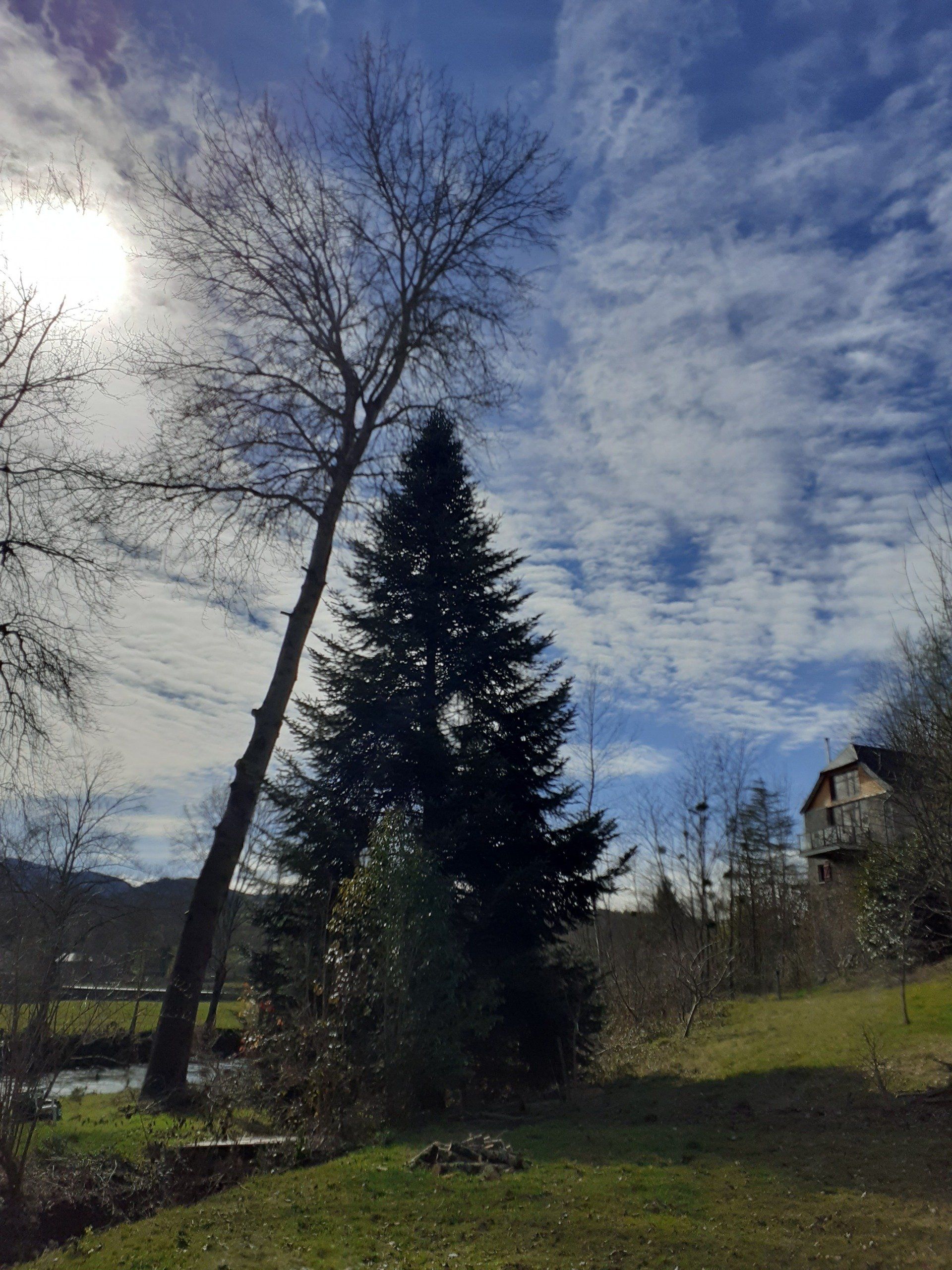 Intervention urgence élagage