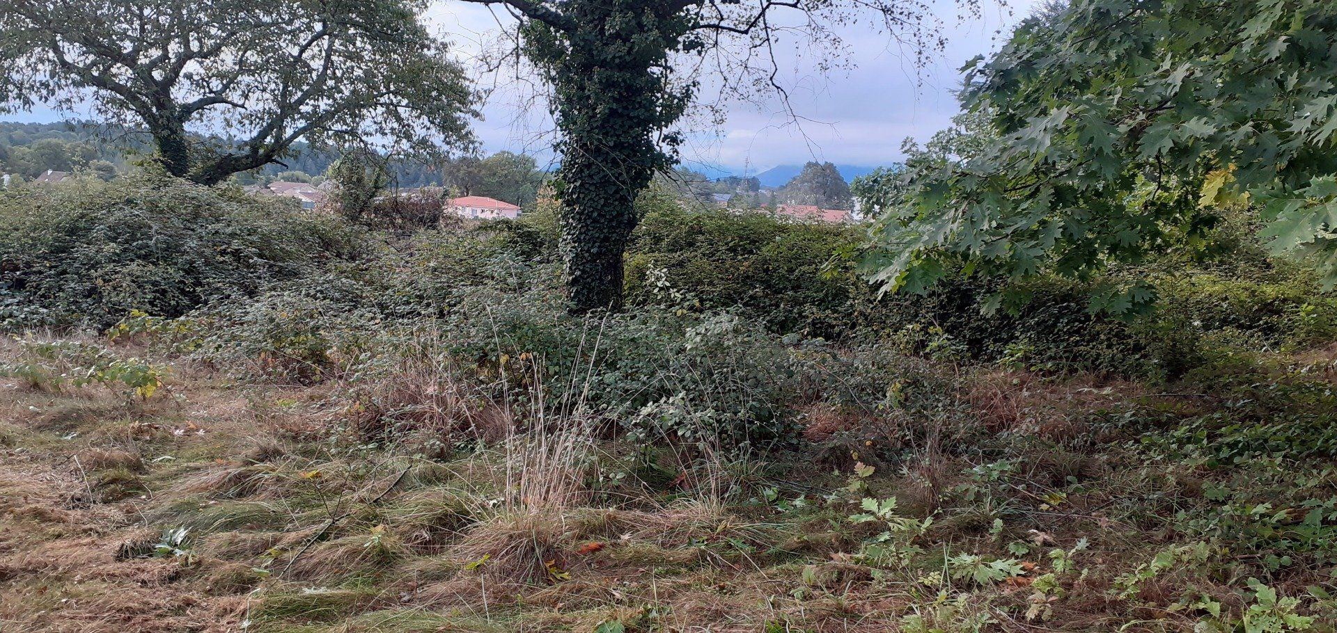 Nettoyage d'une parcelle de ronces