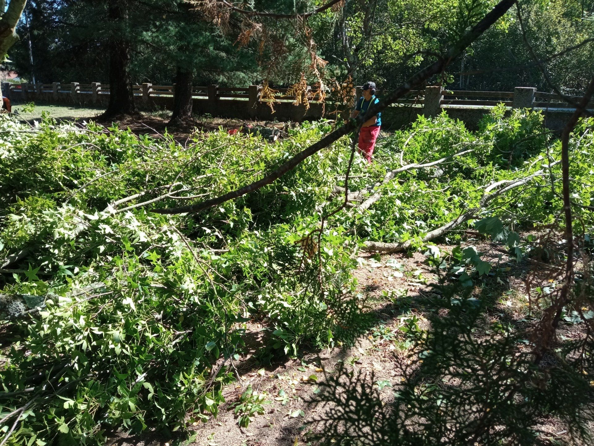 Nettoyage de parcelles