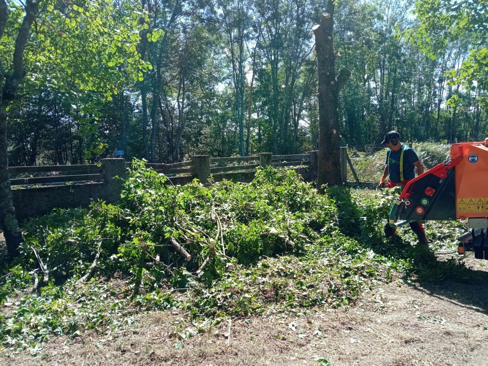 Haubanage, élagage et abattage