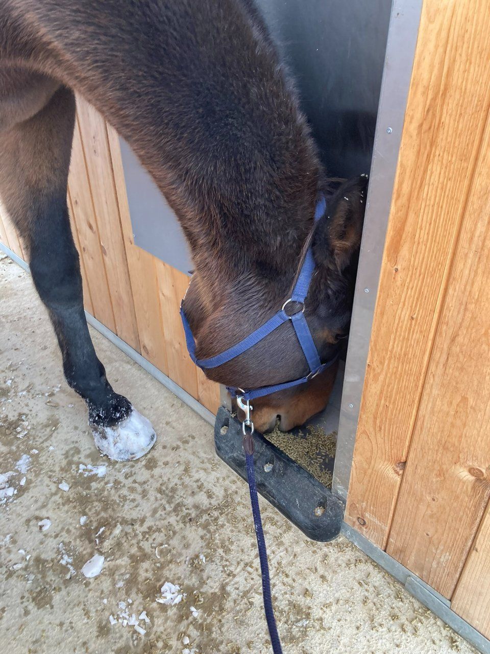 Aktivstall Roswitha Lindner