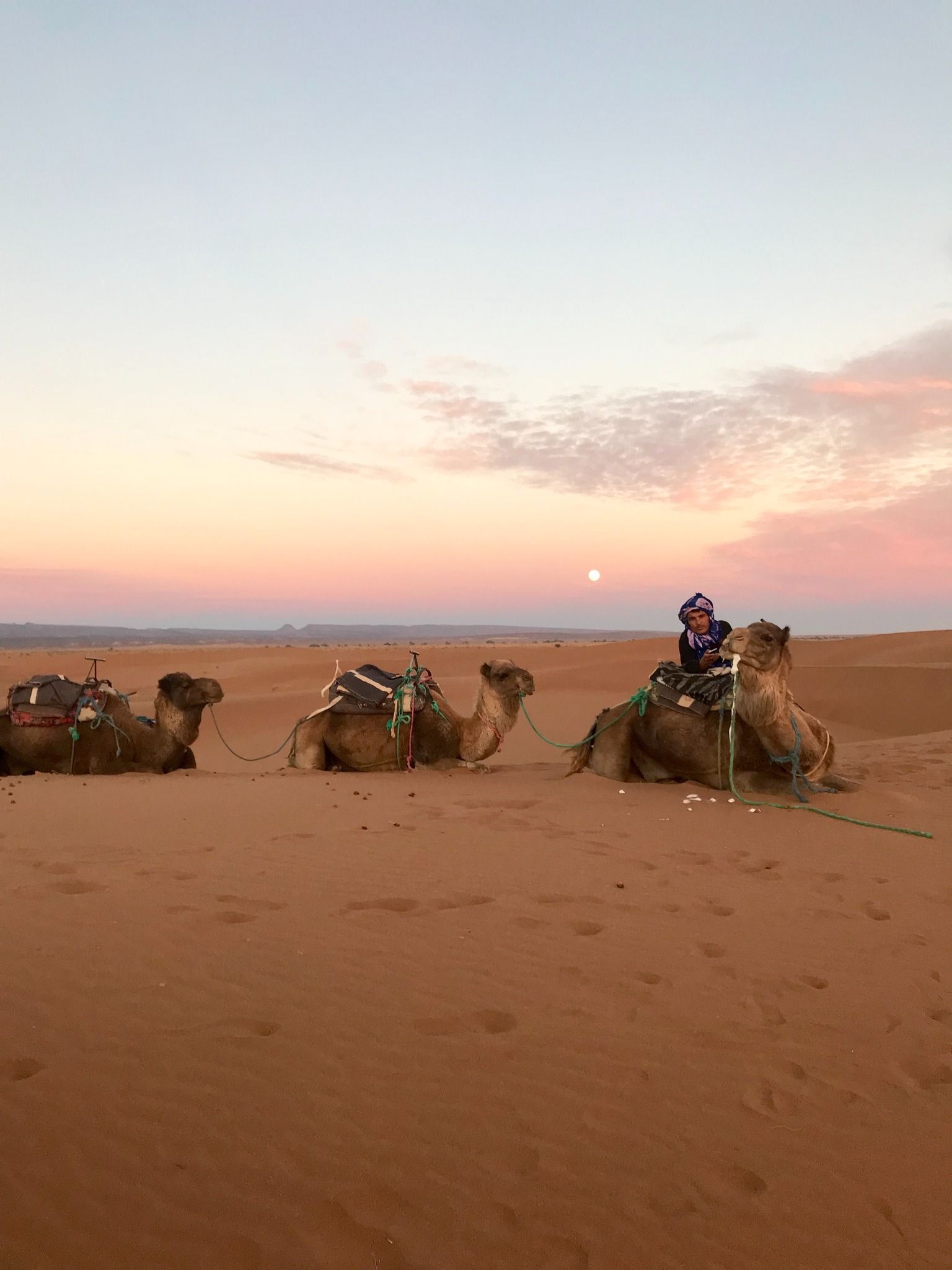 Three camels resting in the desert sand at dusk. A person rides the closest camel, silhouetted against the sky.