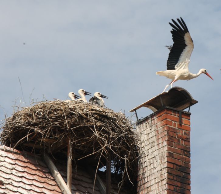 Rechtsanwältin Pia Grohmann Störche auf einem Kamin