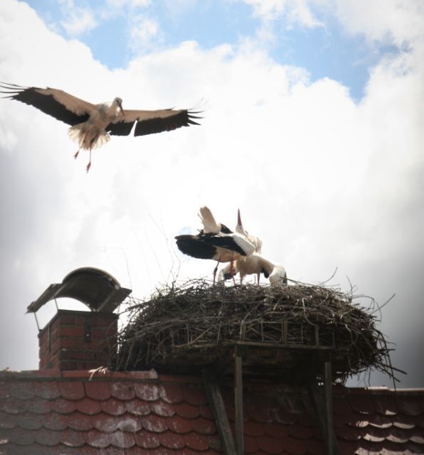 Rechtsanwältin Pia Grohmann Störche auf einem Kamin