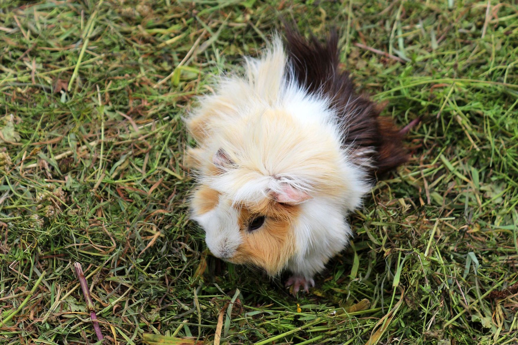 Cochon d'Inde duveteux assis sur l'herbe.