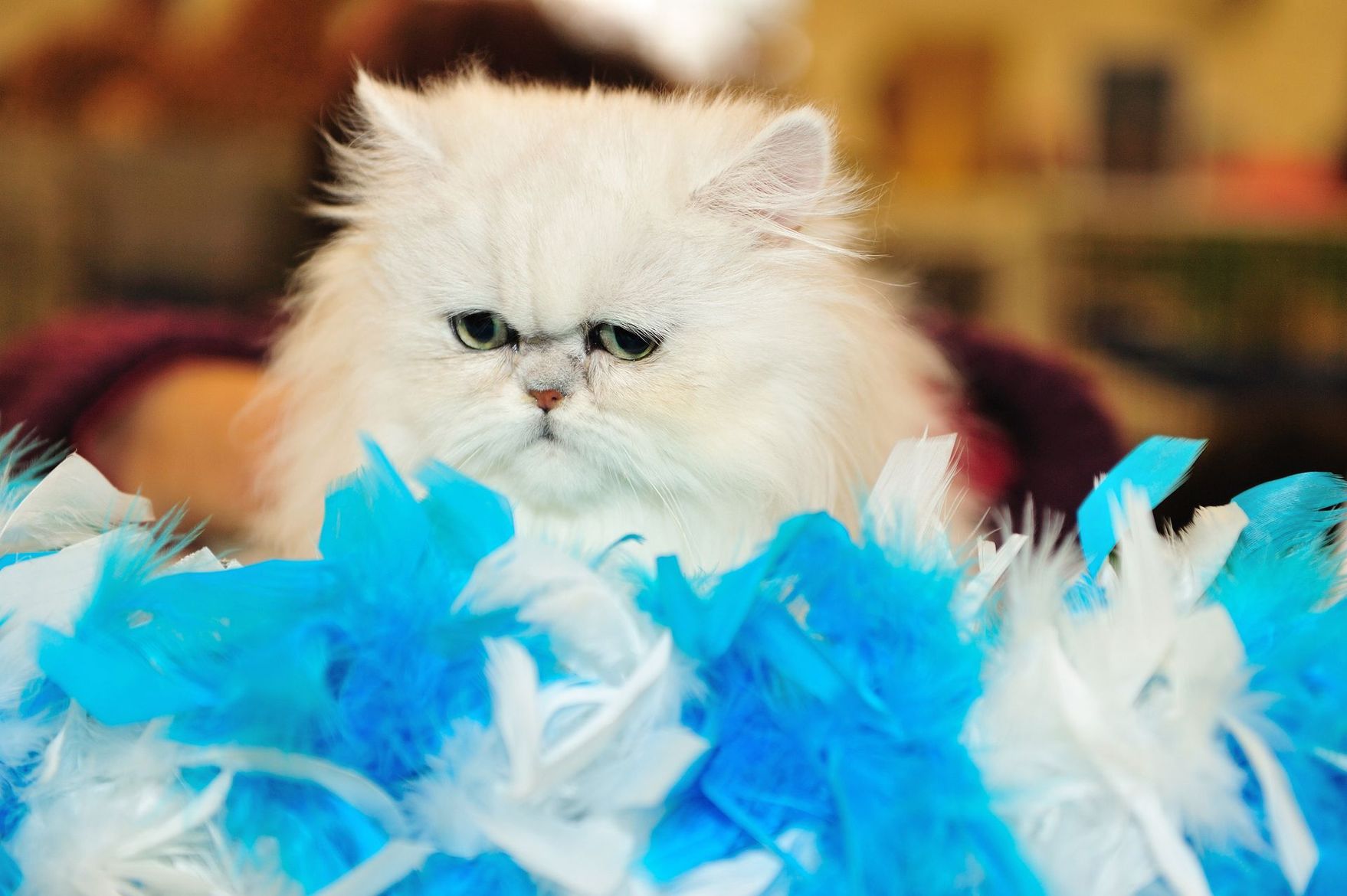 Chat duveteux jetant un coup d'œil par-dessus des plumes avec une expression boudeuse.