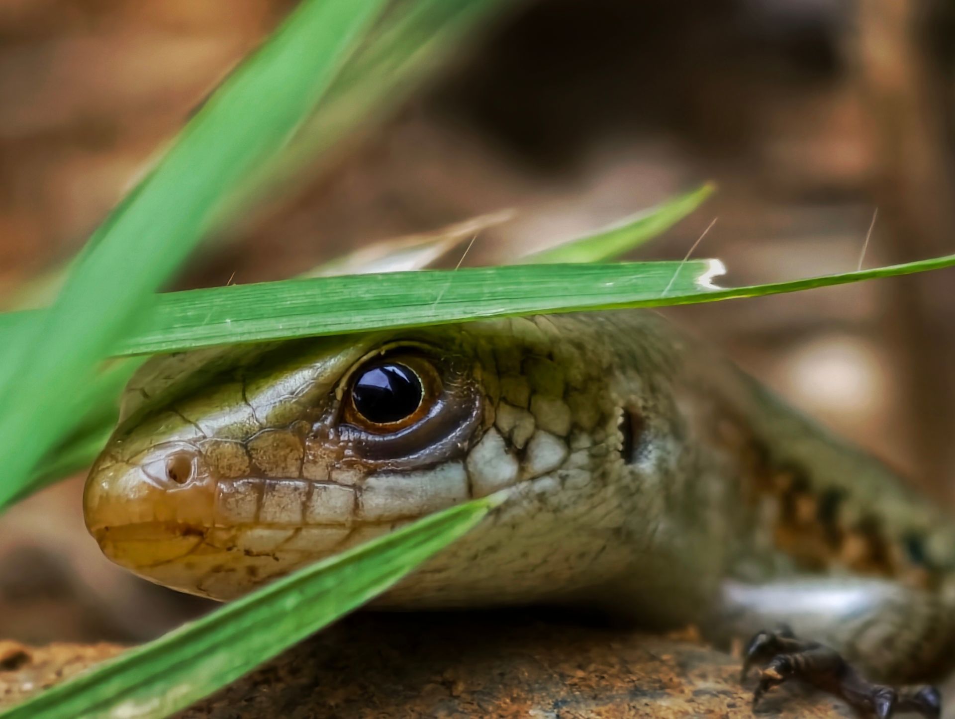 Gros plan d'un lézard qui regarde à travers l'herbe au sol.