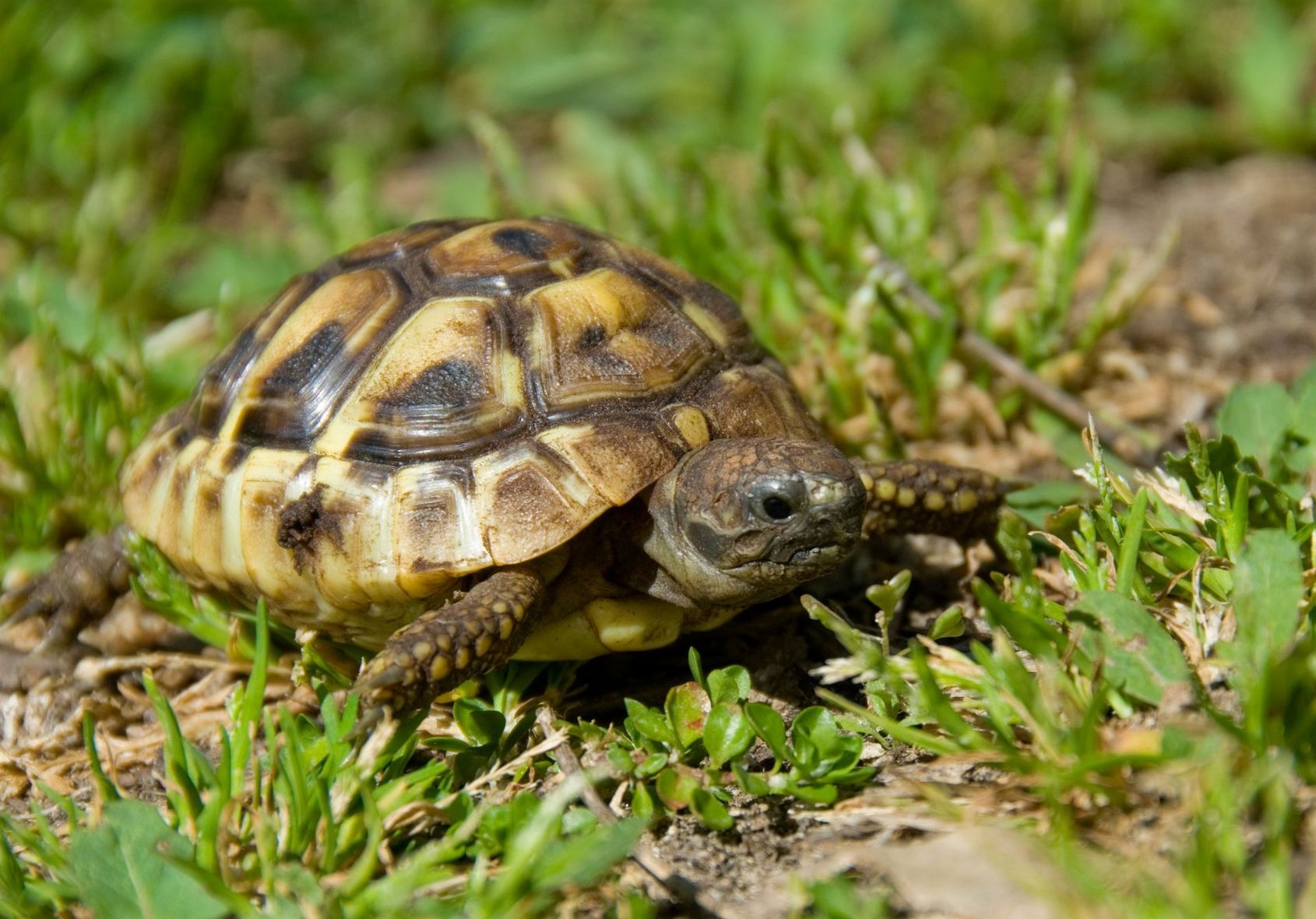 Petite tortue sur l'herbe et la terre, carapace à motifs.