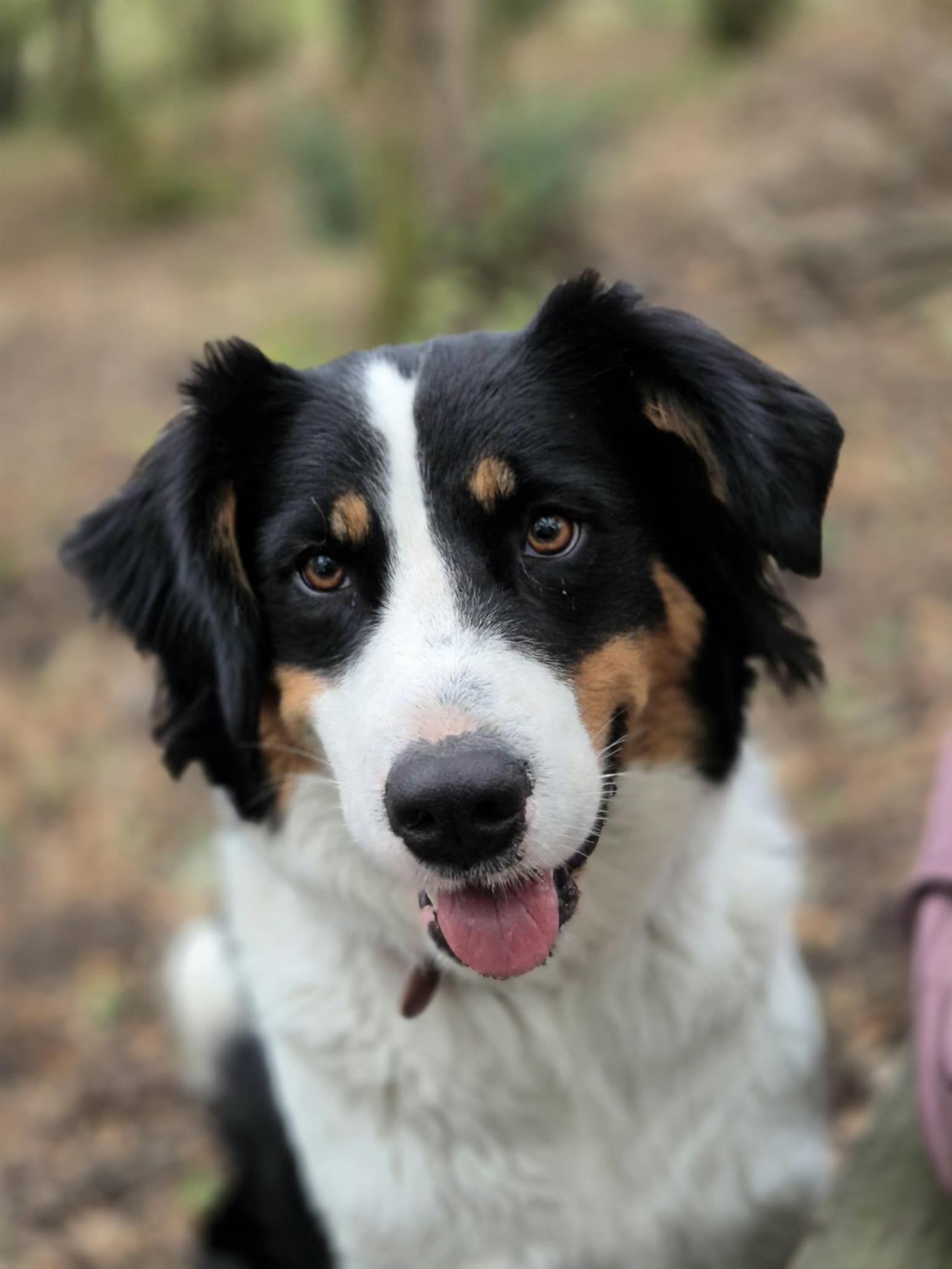 Chien regardant l'objectif en extérieur, la langue tirée.
