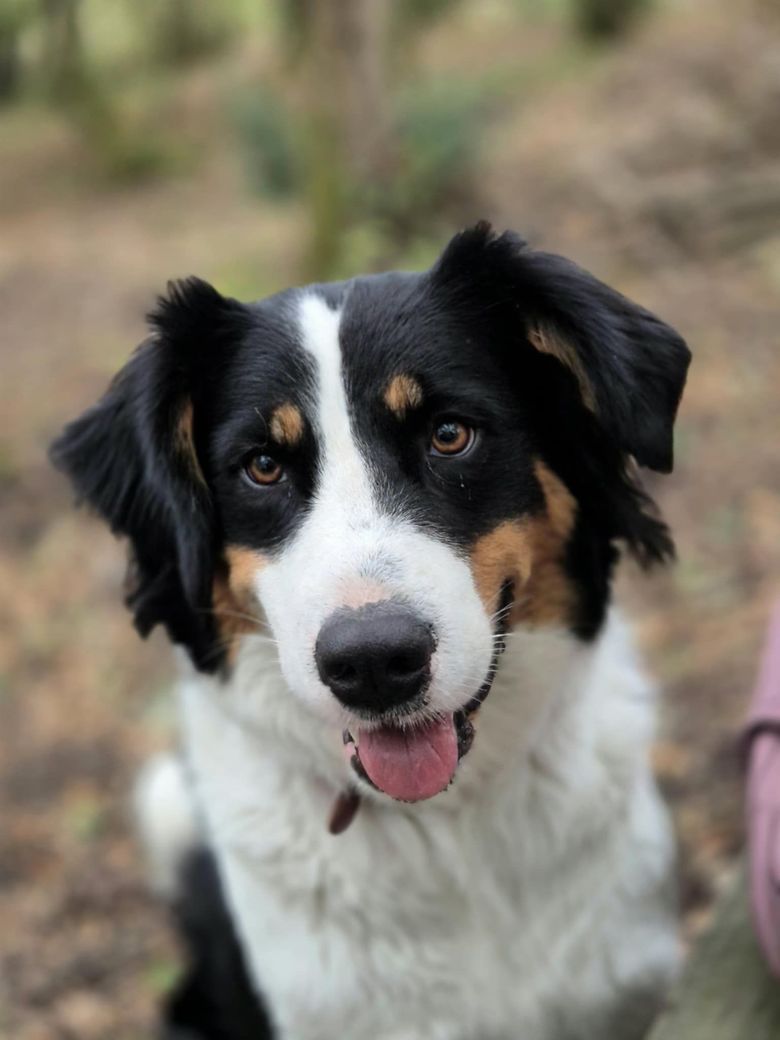 Chien regardant l'objectif en extérieur, langue sortie.