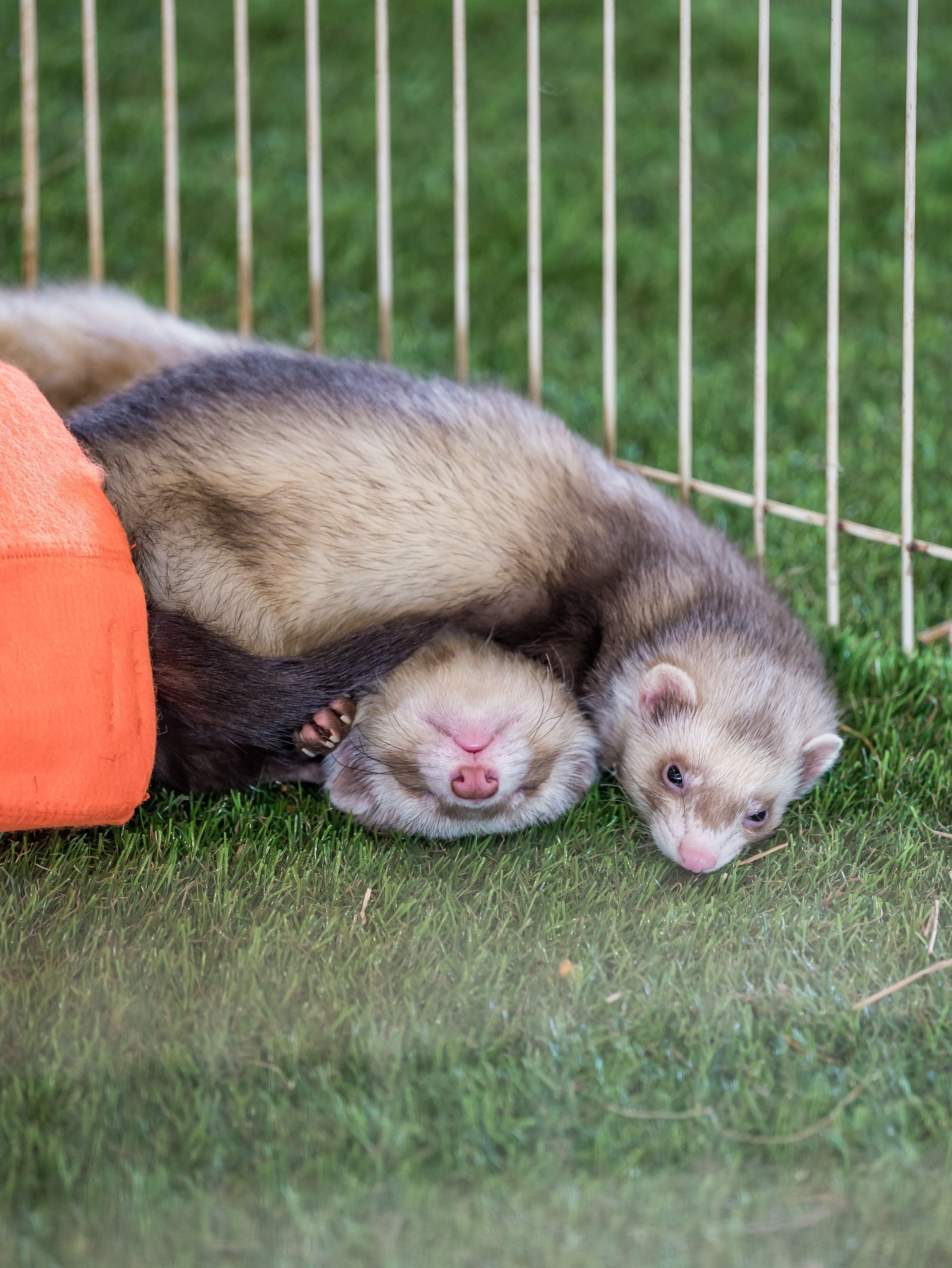 Deux furets dorment ensemble sur l'herbe à côté d'un tunnel dans un enclos clôturé.