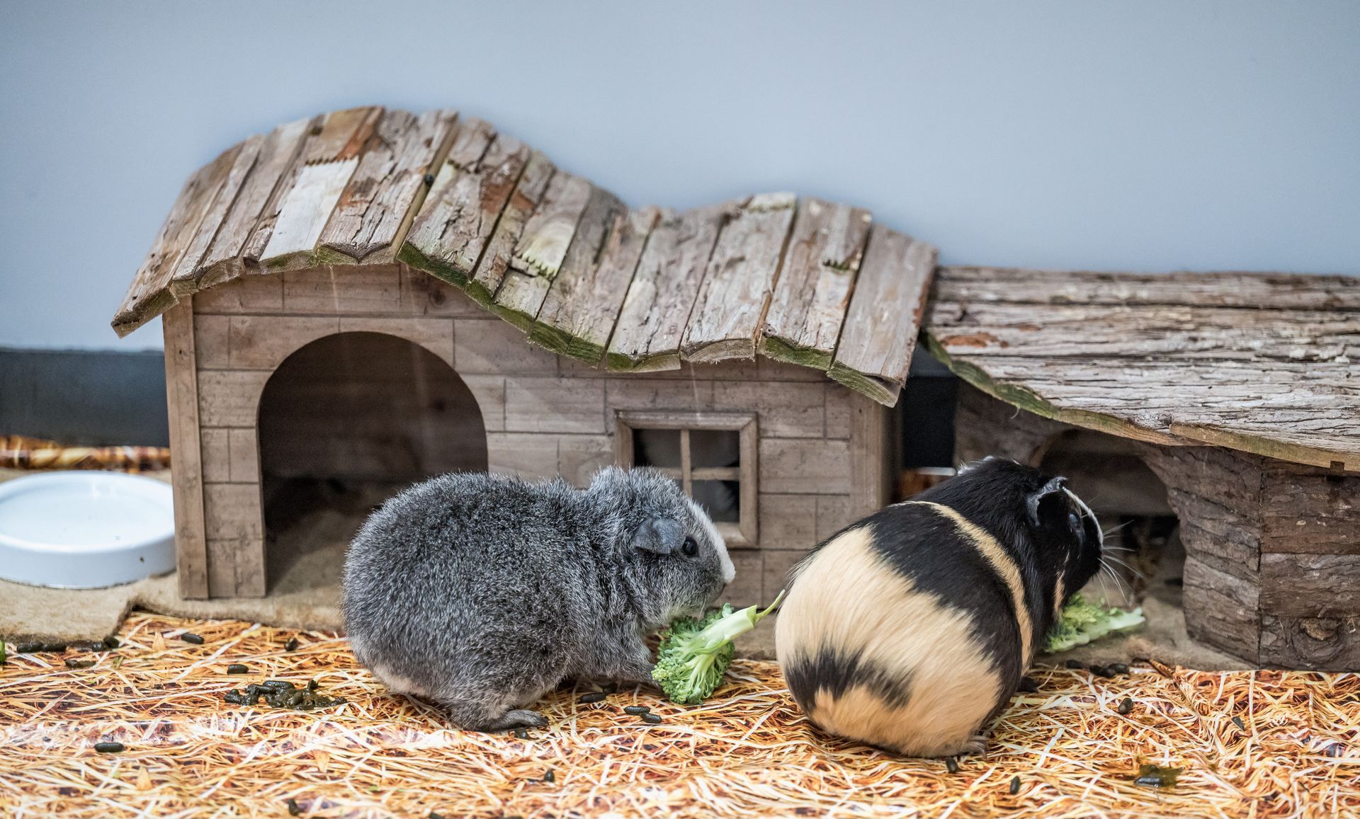 Deux cochons d'Inde devant un petit clapier en bois.