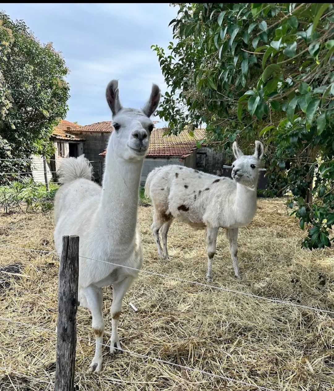 Deux lamas se tiennent dans une cour recouverte de paille, près d'arbres et d'une maison rustique.