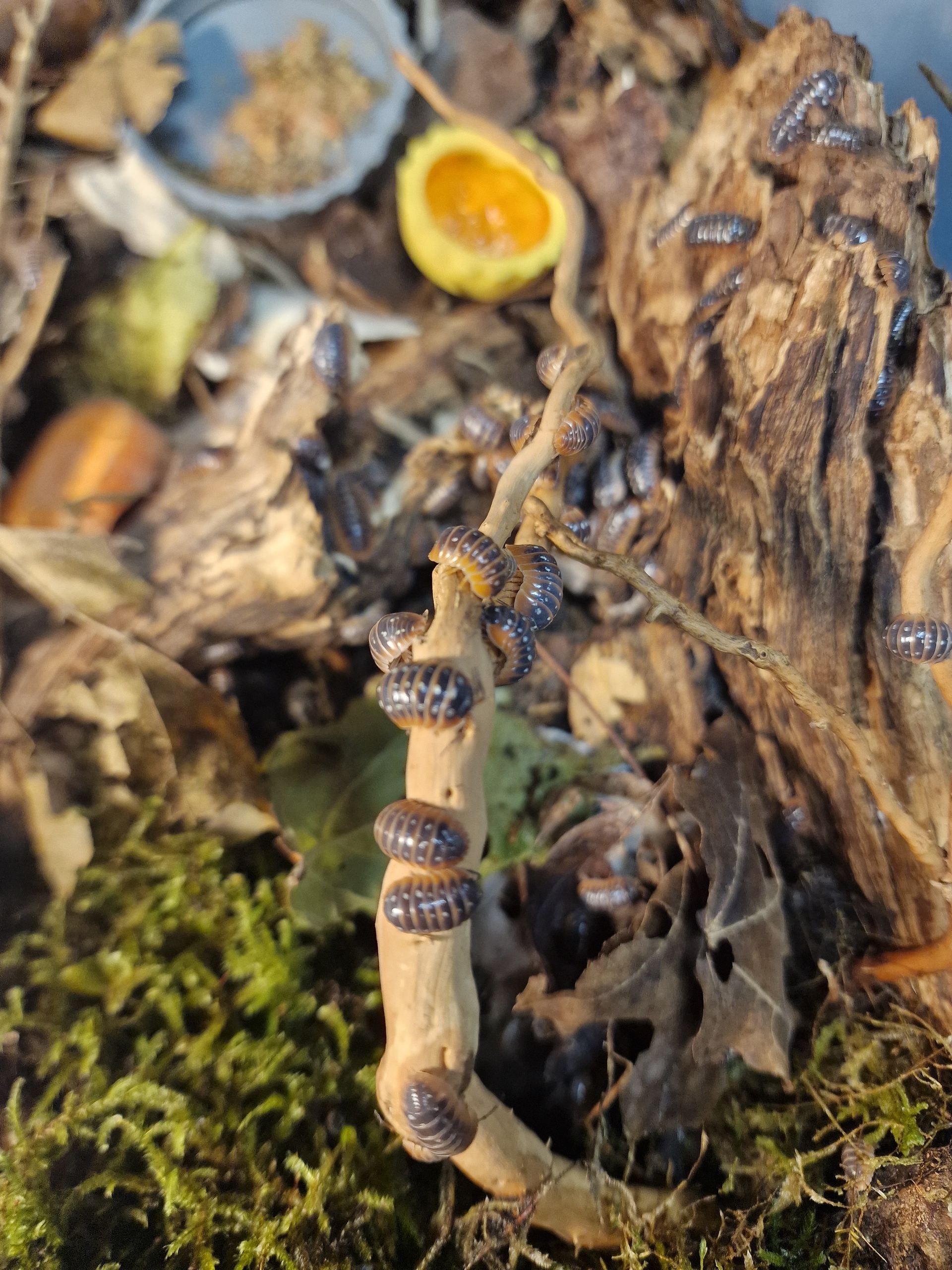 Petit champignon à anneaux poussant dans la mousse près de bois en décomposition et de litière de feuilles.