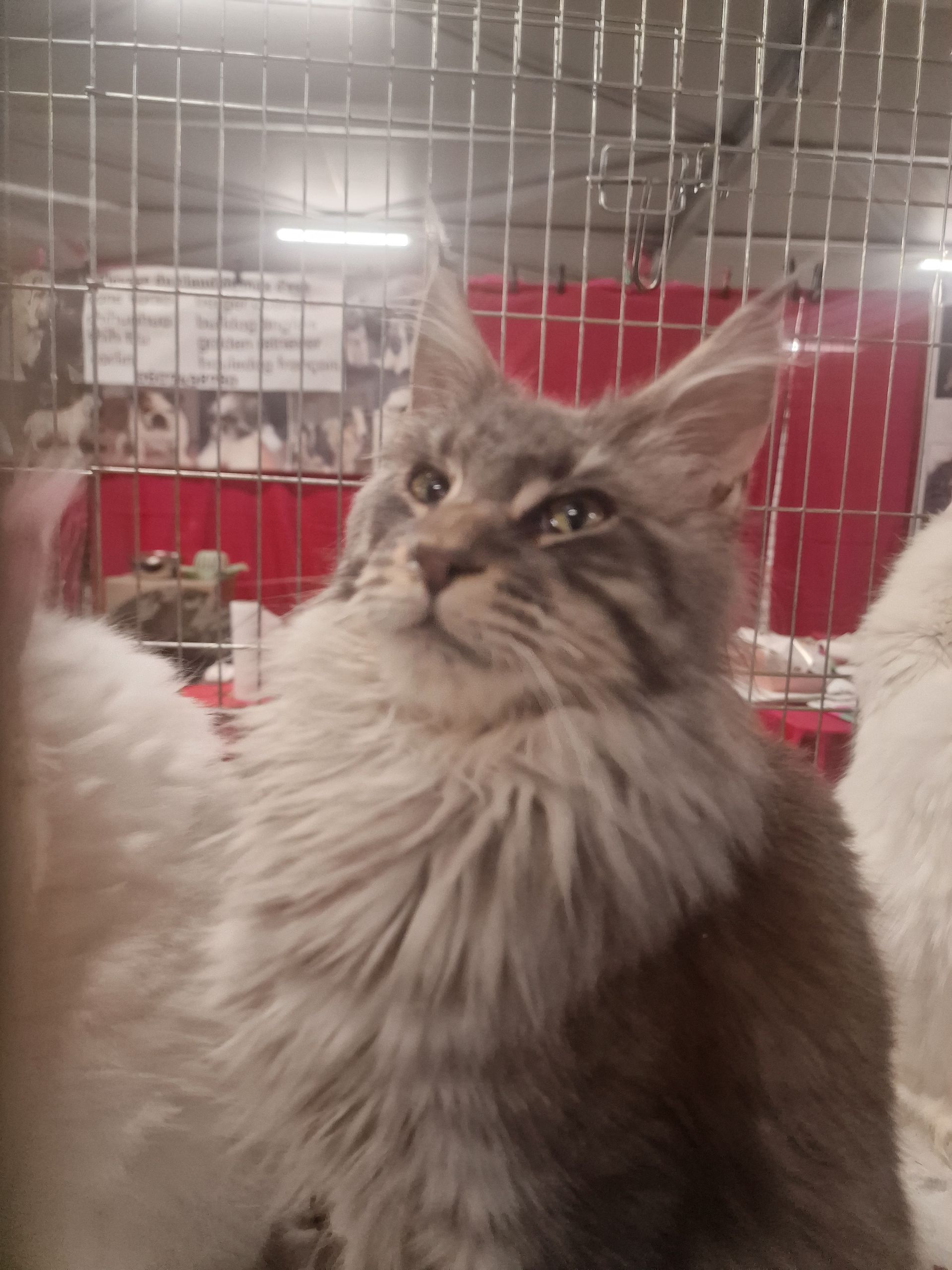 Chat duveteux dans une cage, regardant vers le haut sous des lumières vives.