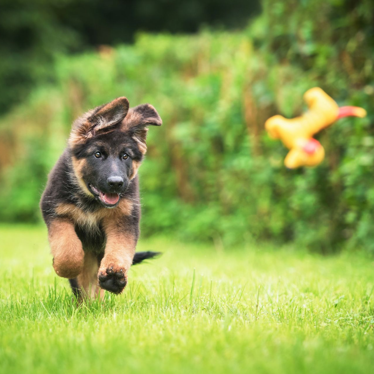 Un chiot berger allemand court dans une cour herbeuse, les oreilles tombantes. Il court après un jouet jaune.