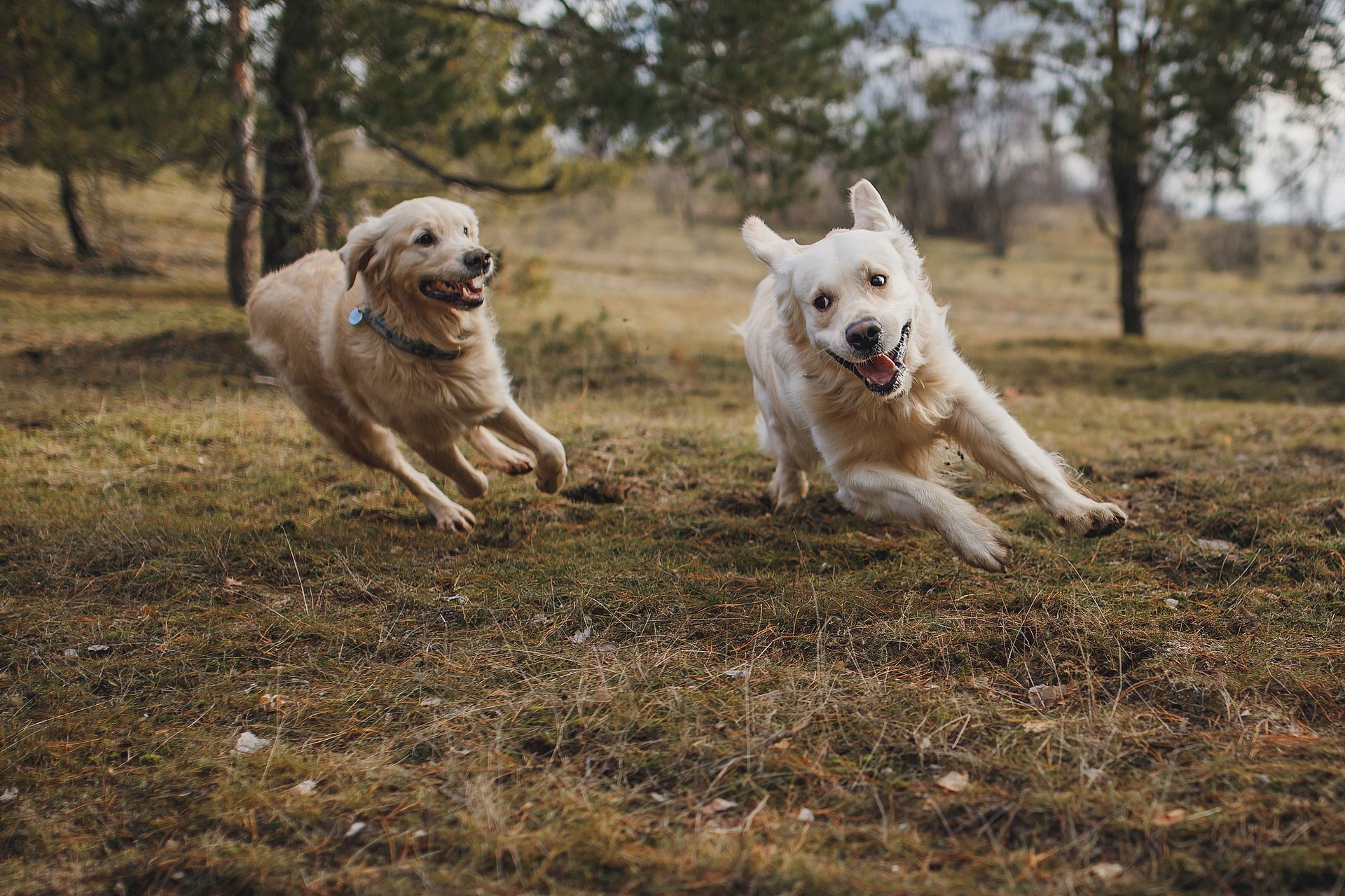 Deux golden retriever qui courent dans un champ herbeux bordé d'arbres.