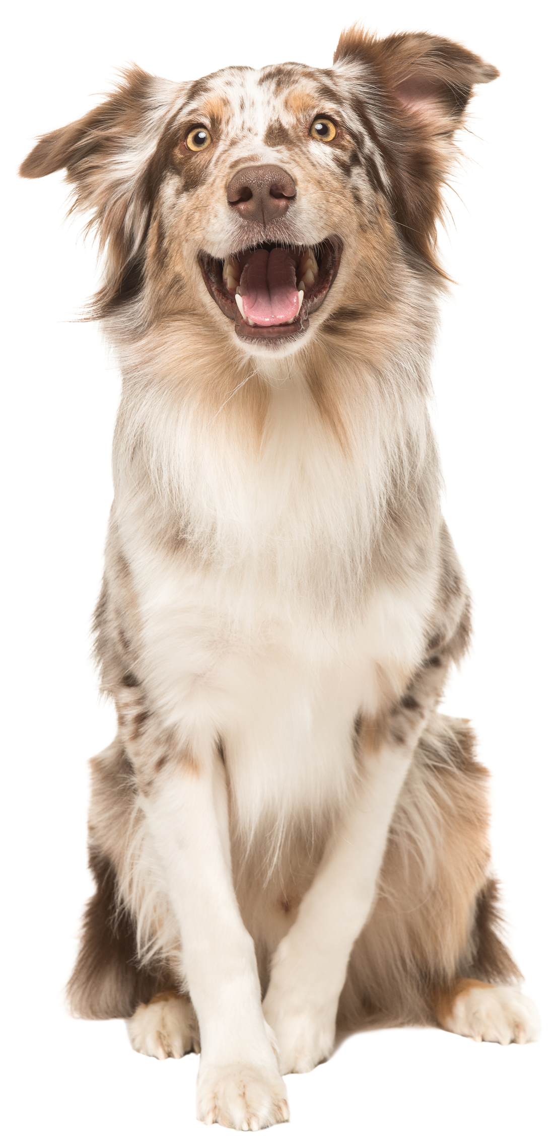 Un joyeux berger australien tacheté, assis la gueule ouverte.