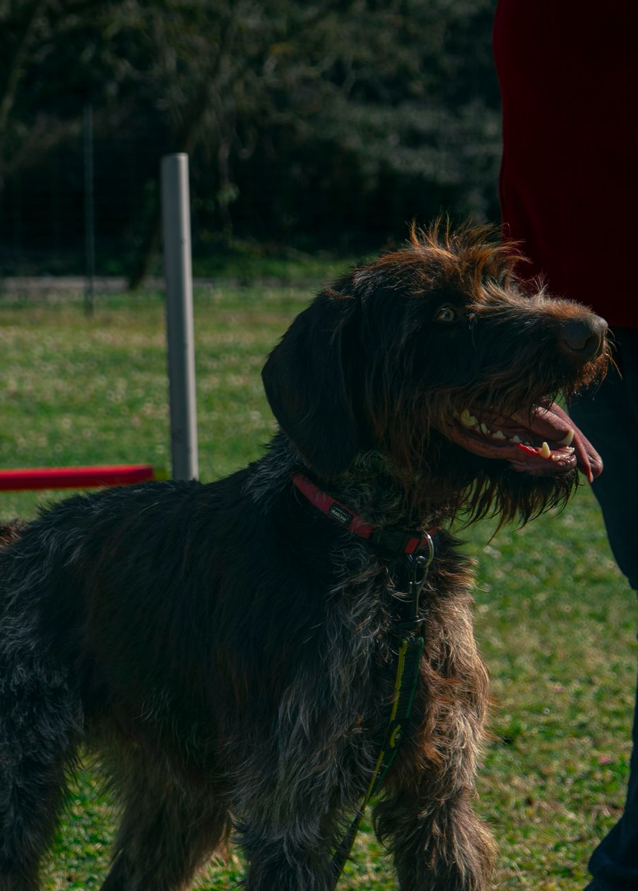 Vers la page rééducation comportementale.