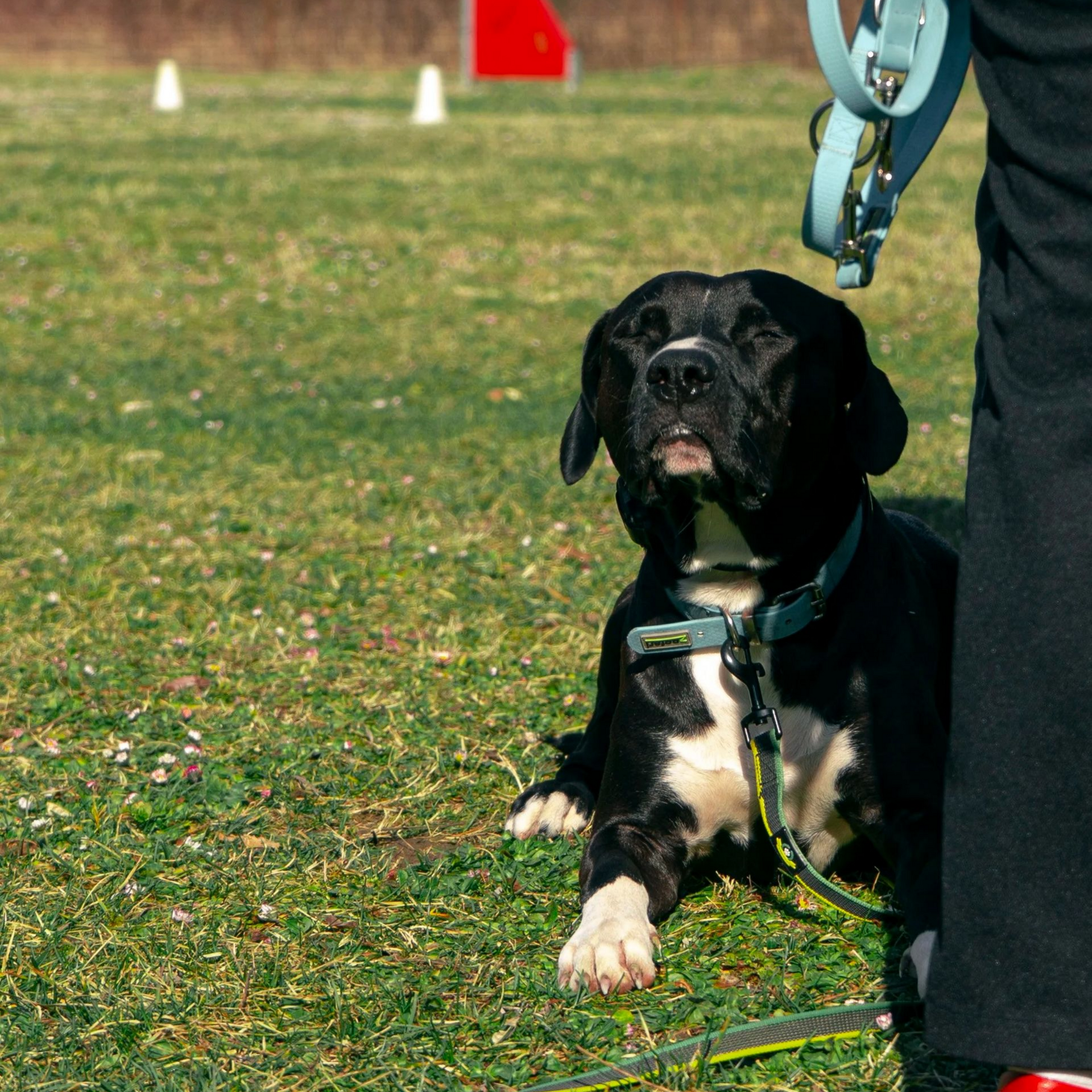 Chien noir et blanc en laisse, assis dans l'herbe, regardant une personne.