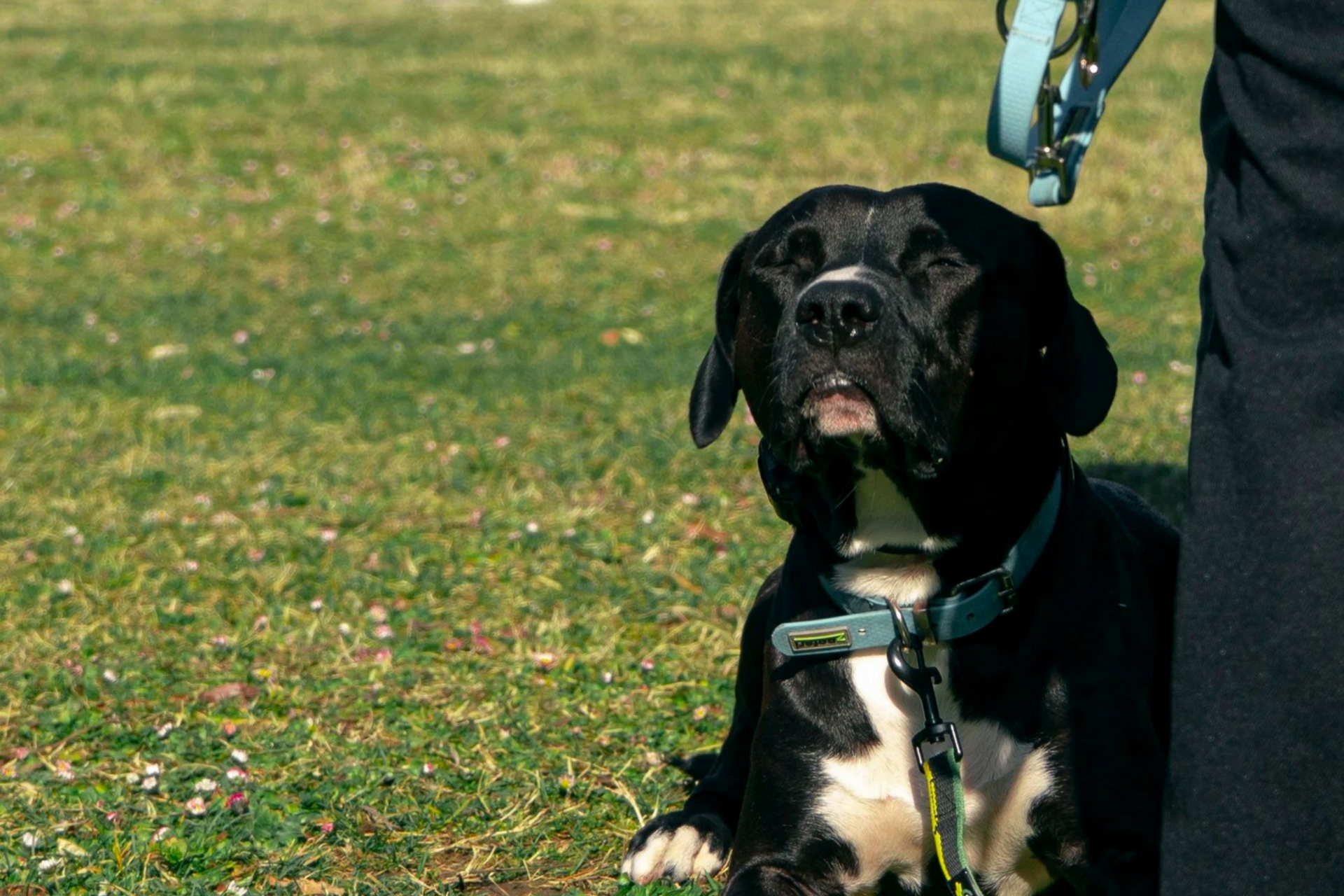Un chien noir et blanc avec un collier bleu est assis dans l'herbe et regarde vers le haut.