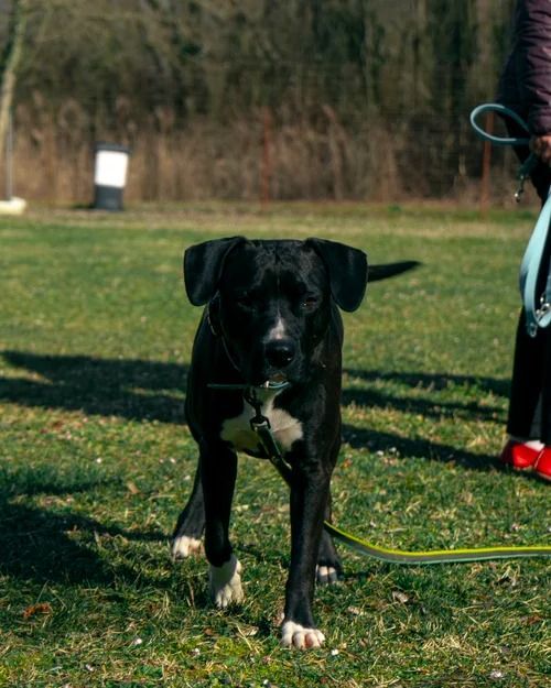 Un chien noir avec des marques blanches sur la poitrine et les pattes.