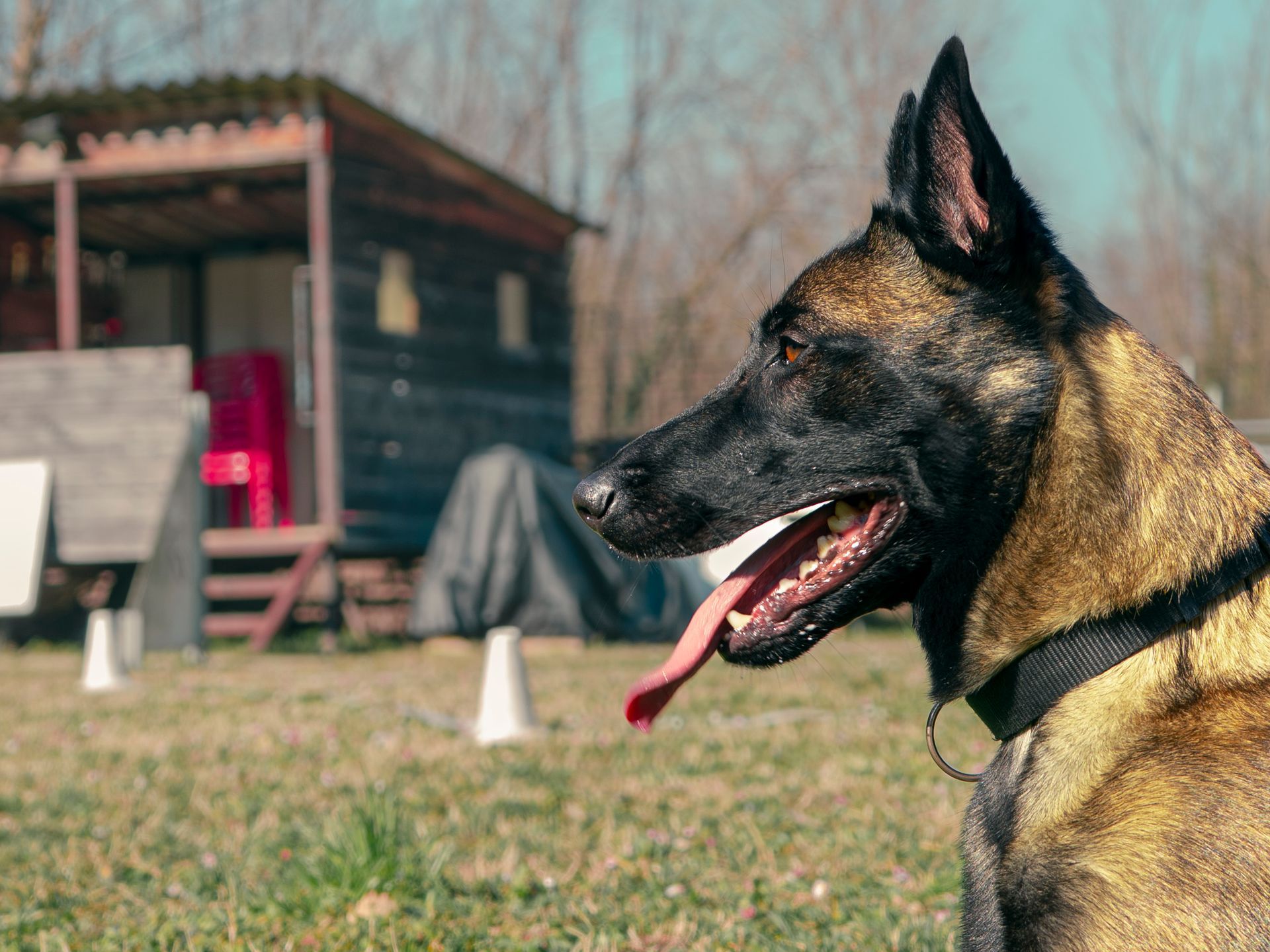 Chien belge malinois, gueule ouverte, haletant, à l'extérieur avec du matériel d'entraînement en arrière-plan.