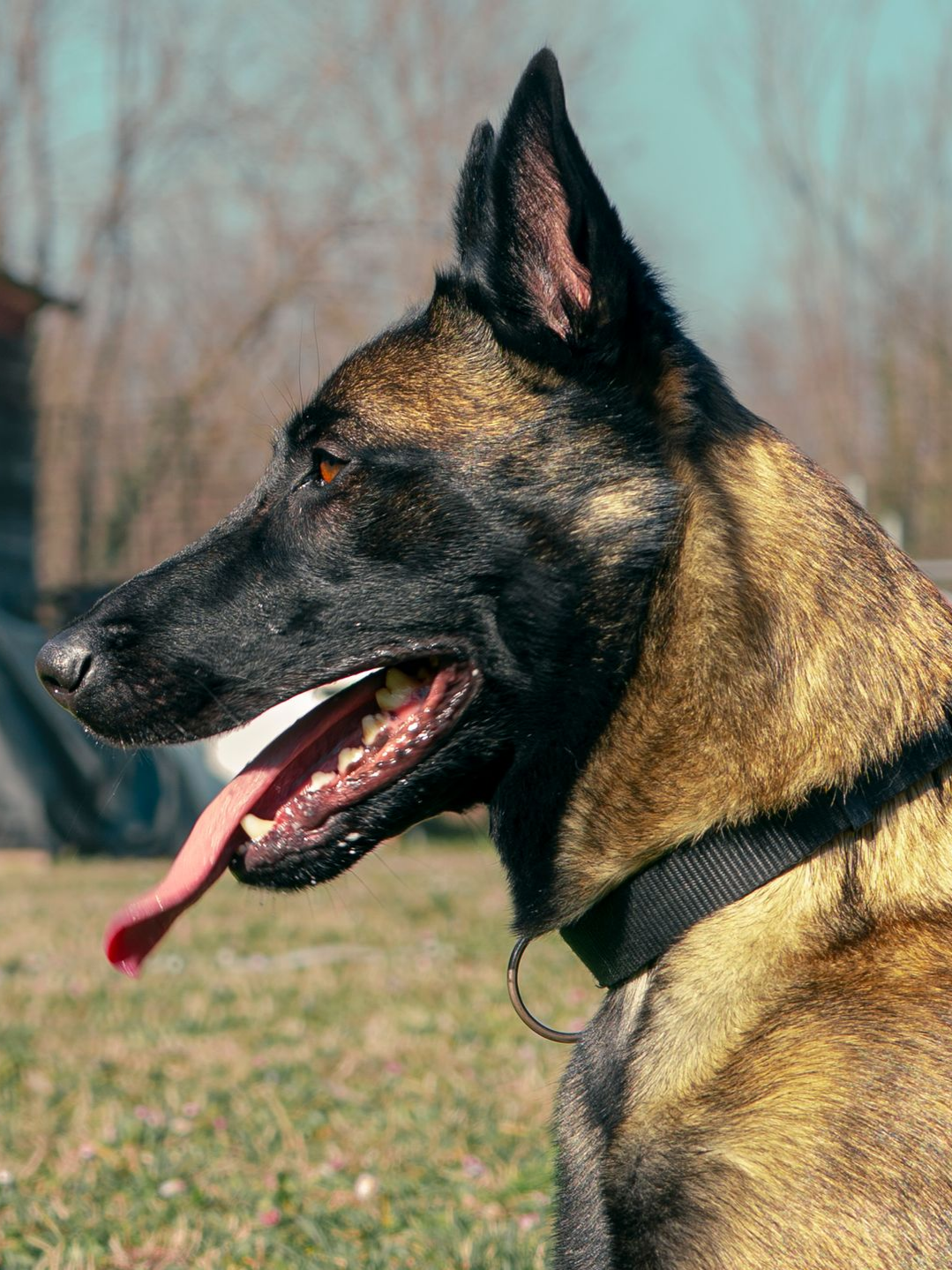 Malinois belge, haletant la langue pendante.