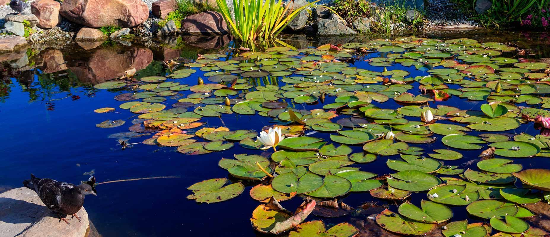 Bassin d'eau dans un jardin privé