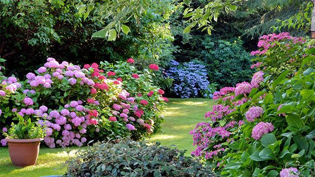 Grand espace vert avec des buissons de fleurs