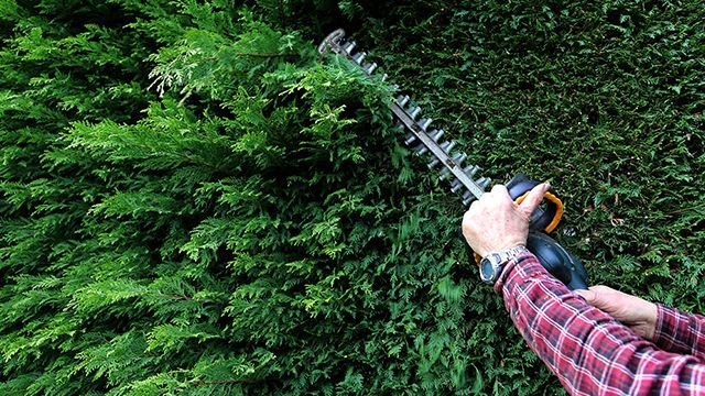 Un professionnel en train d'élaguer une haie