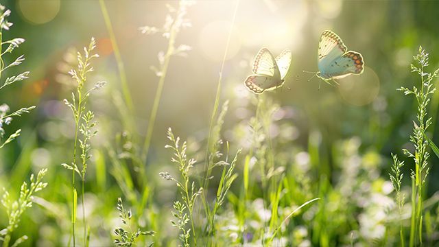 Photographie de deux papillons dans les herbes hautes