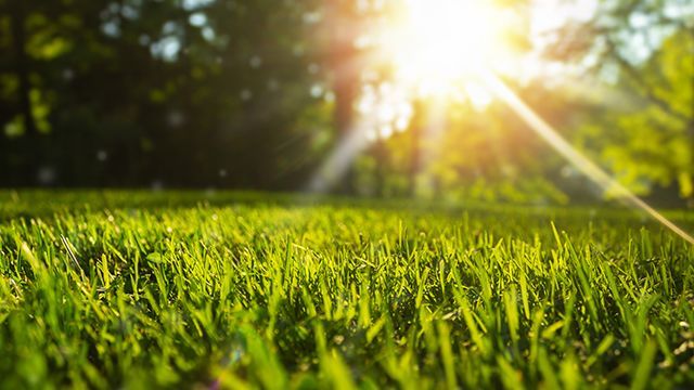 Focus sur une pelouse verdoyante et ensoleillée